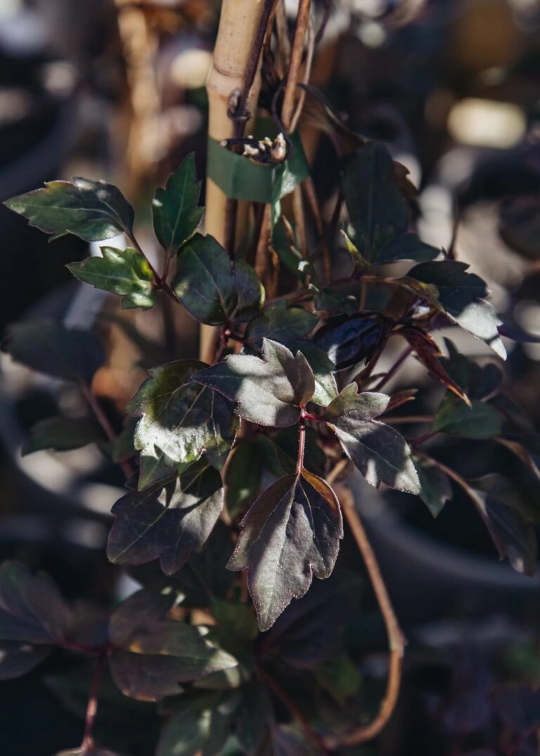 Burford Garden Sale 35 Burford Garden Sale -Burford Garden Sale Clematis montana Dark Chocolate Truffles IMG 2422 768x1075 1