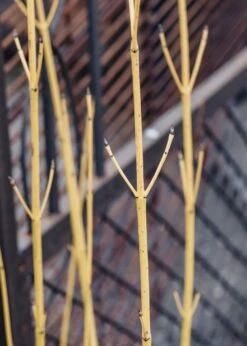 Cornus Flaviramaea, 3L