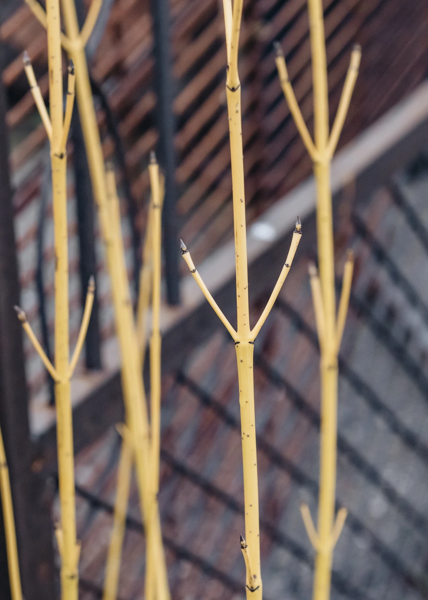 Cornus Flaviramaea, 3L 1 Cornus Flaviramaea, 3L
