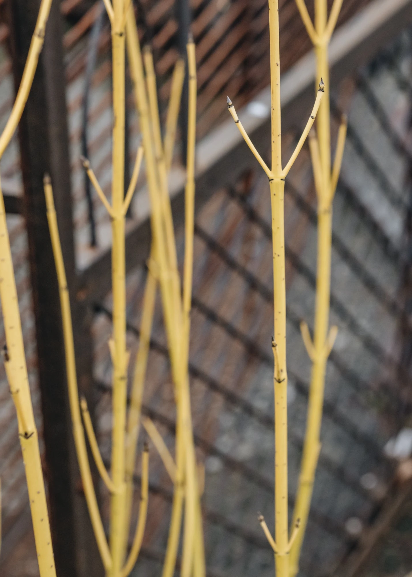 Cornus Flaviramaea, 3L 2 Cornus Flaviramaea, 3L - Image 2
