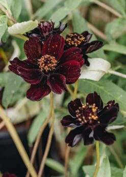 Cosmos Atrosanguineus, 1.5L