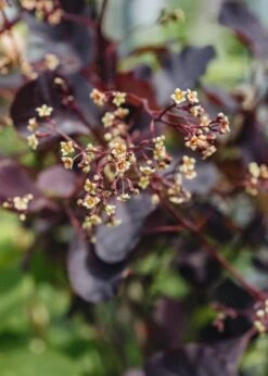 Cotinus Dusky Maiden, 3L