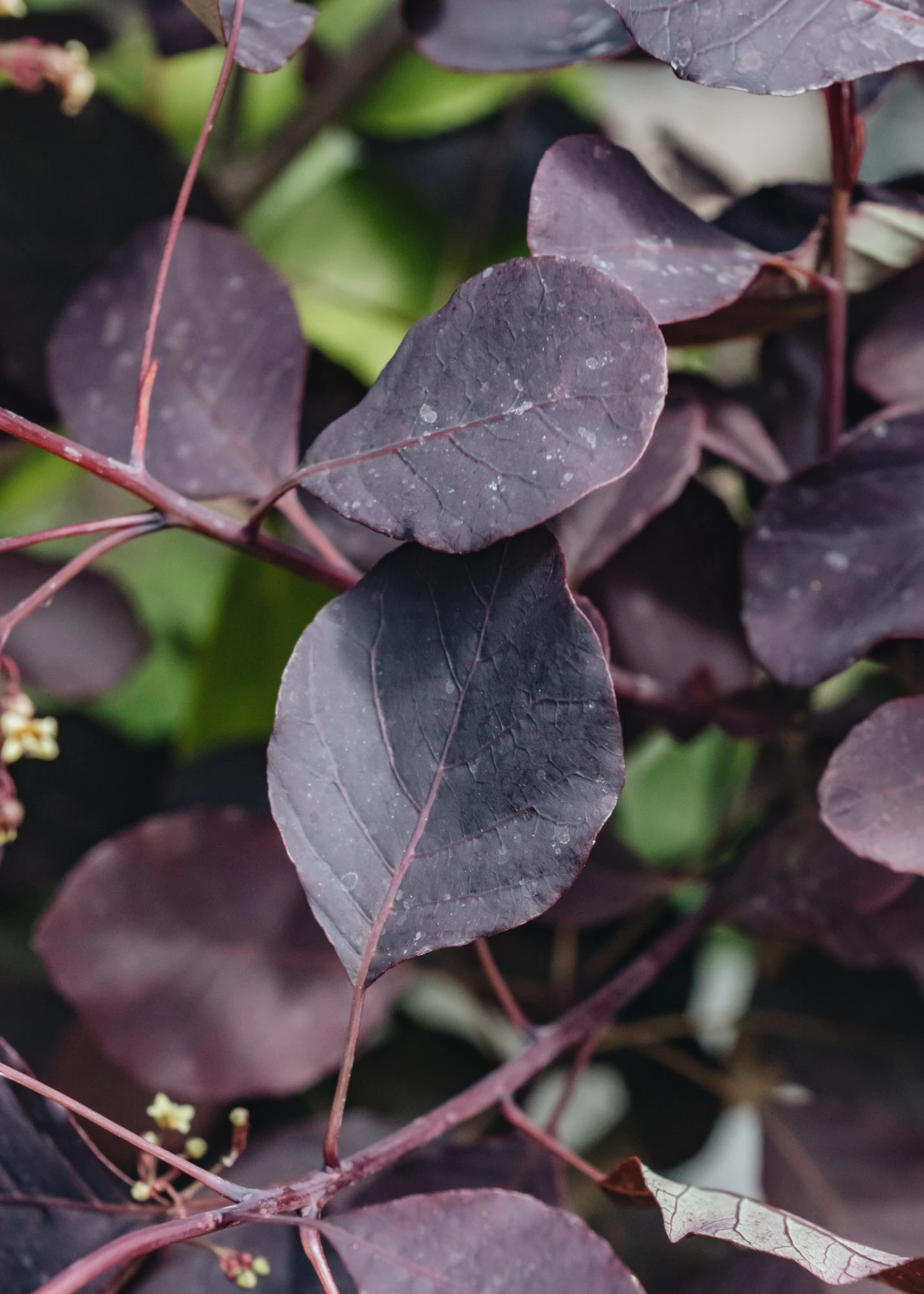 Cotinus Dusky Maiden, 3L 2 Cotinus Dusky Maiden, 3L - Image 2