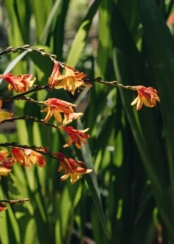 Burford Garden Sale 5 Burford Garden Sale -Burford Garden Sale Crocosmia Harlequin DSC 4955