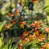 Crocosmia X Crocosmiiflora Harlequin, 2/3L