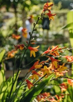 Crocosmia X Crocosmiiflora Harlequin, 2/3L