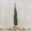 Cupressus Sempervirens Totem, 7L