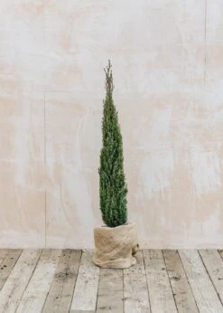 Cupressus Sempervirens Totem, 7L