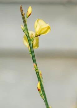 Cytisus Praecox Allgold AGM, 4.5L -Burford Garden Sale Cystisus praecox Allgold SNY05433