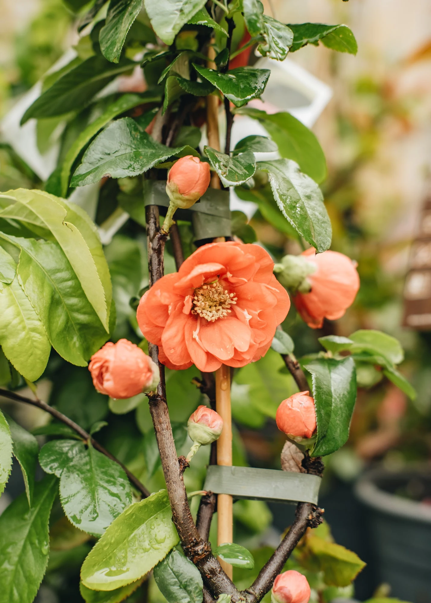 Chaenomeles Mango Storm, 3L