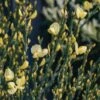 Cytisus Praecox Allgold AGM, 4.5L