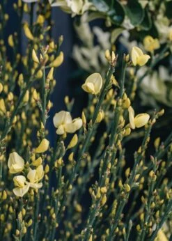 Cytisus Praecox Allgold AGM, 4.5L