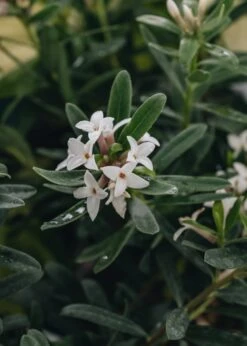 Daphne Transatlantica Eternal Fragrance AGM, 2/3L