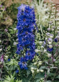 Delphinium Delgenius Kingsley, 2/3L