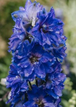 Burford Garden Sale 32 Burford Garden Sale -Burford Garden Sale Delphinium Delgenius Kingsley DSC 6439
