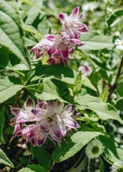 Deutzia Raspberry Sundae, 7.5L