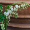 Lamprocapnos Spectabilis Alba AGM (Dicentra), 2/3L