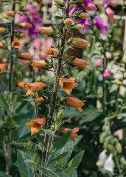 Digitalis Firecracker, 2/3L -Burford Garden Sale Digitalis Firecracker DSC 4711