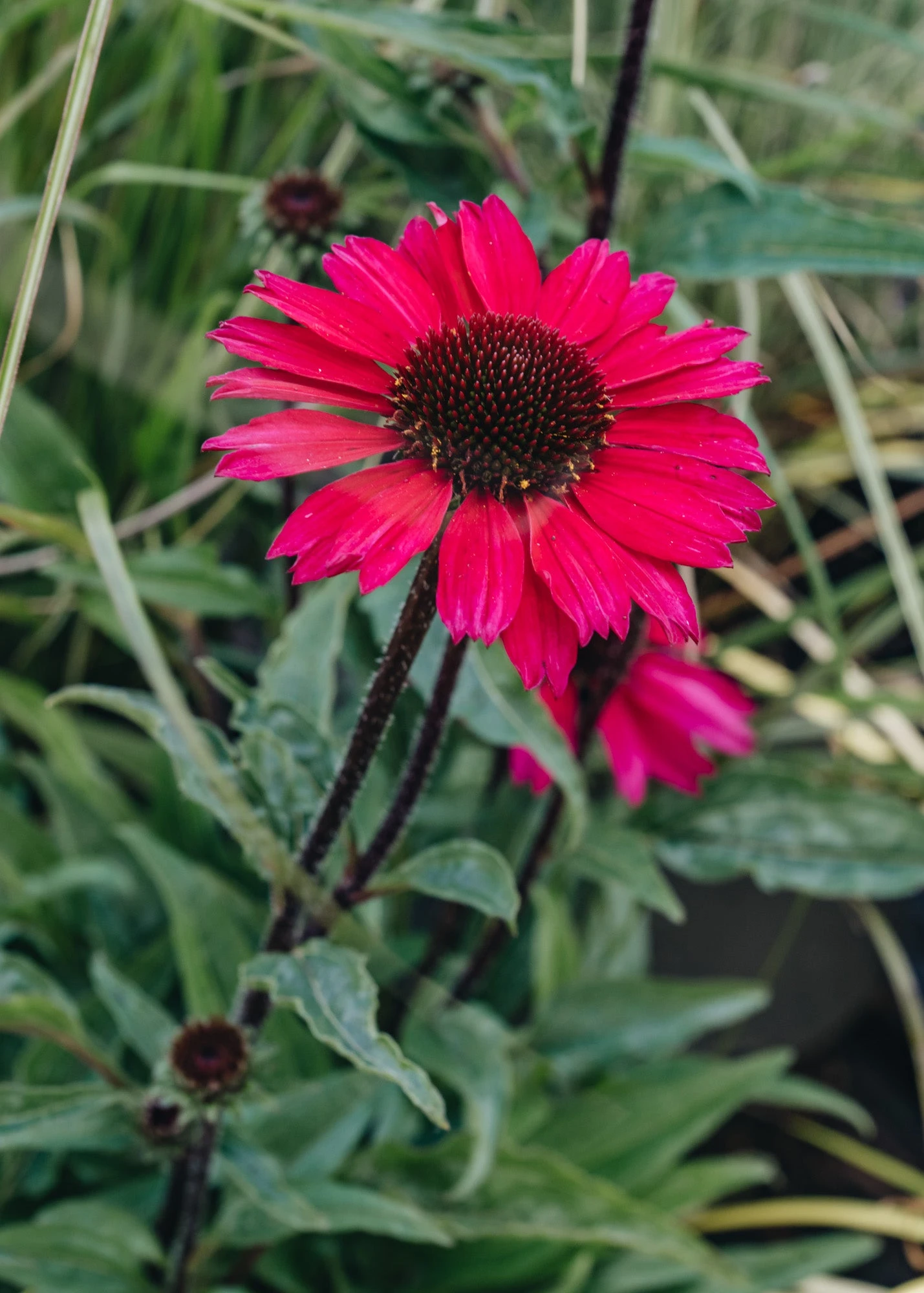 Echinacea Sensation Pink, 2/3L 1 Echinacea Sensation Pink, 2/3L