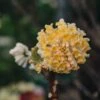 Edgeworthia Chrysantha Grandiflora, 2/3L 