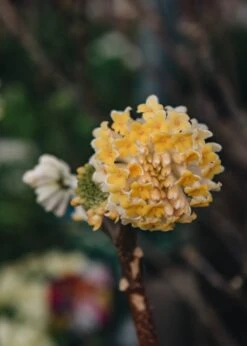 Edgeworthia Chrysantha Grandiflora, 2/3L 