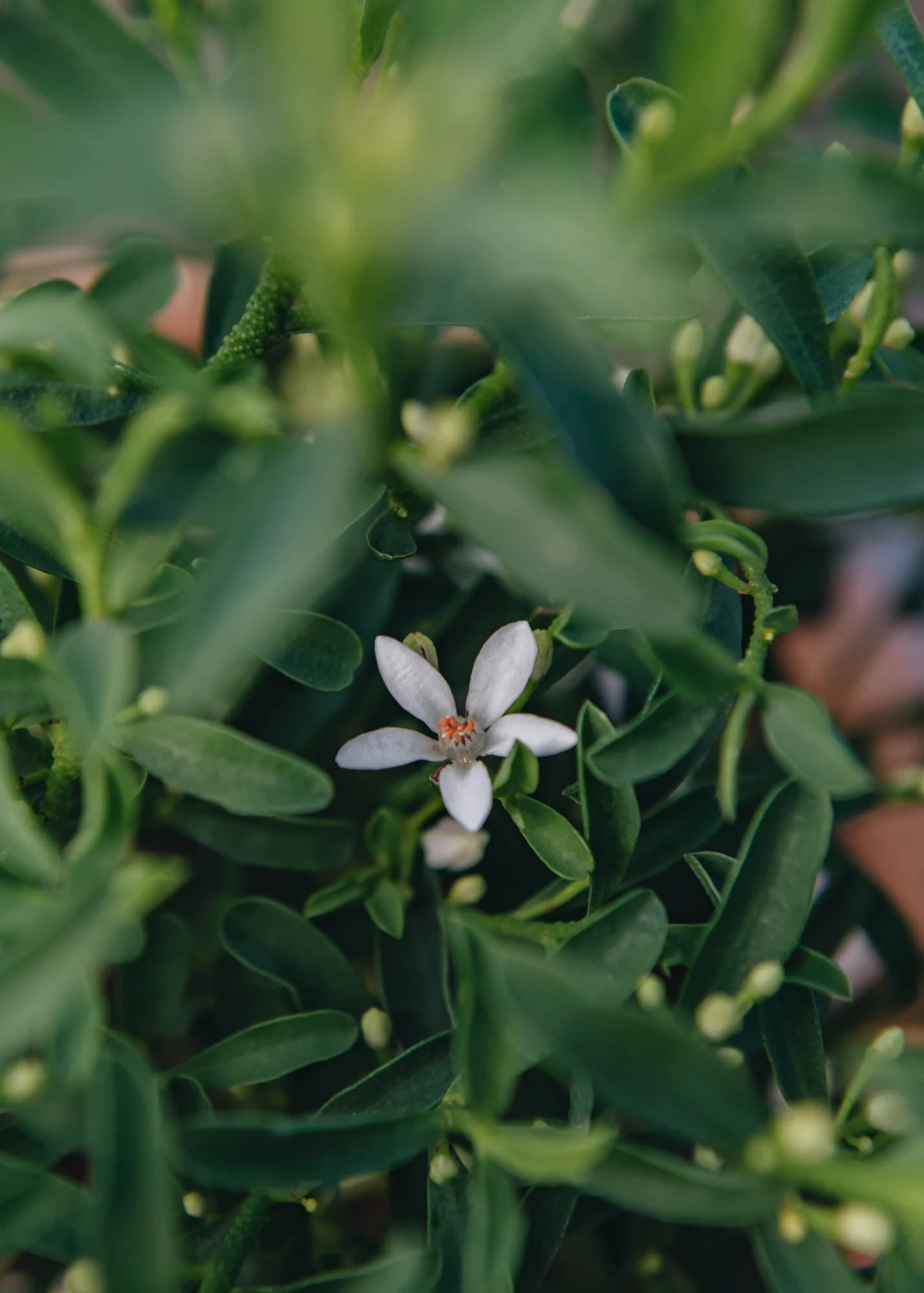 Eriostemon Flower Girl White, 2L 2 Eriostemon Flower Girl White, 2L - Image 2