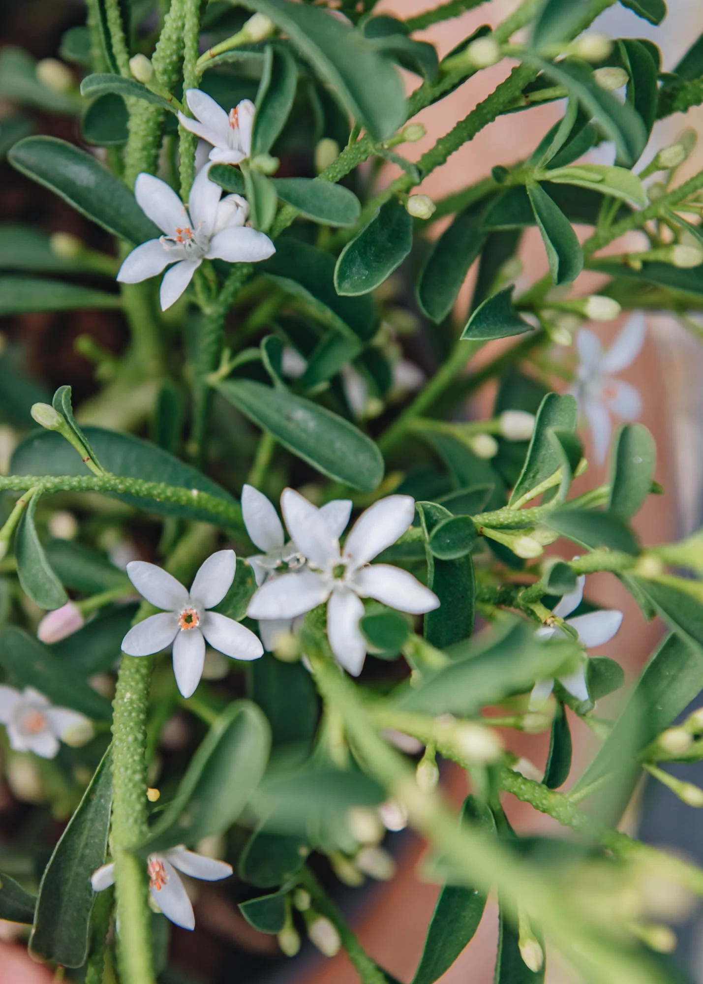 Eriostemon Flower Girl White, 2L 1 Eriostemon Flower Girl White, 2L