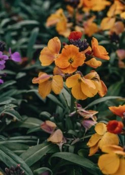 Erysimum Rysi Copper, 2/3L