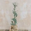Eucalyptus Gunnii Azure, 3L