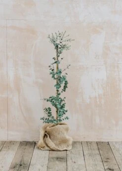 Eucalyptus Gunnii Azure, 3L