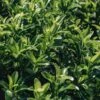 Euonymus Japonica Green Spire, 2L