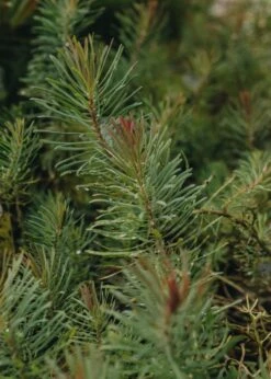 Euphorbia Fens Ruby, 2/3L