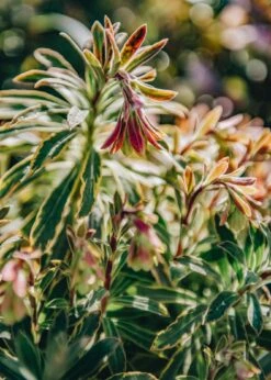 Euphorbia Martinii Ascot Rainbow, 2/3L