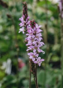 Francoa Petite Bouquet, 2/3L