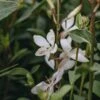 Gaura Lindheimeri Ellura, 2/3L