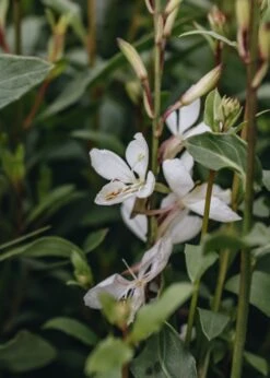 Gaura Lindheimeri Ellura, 2/3L