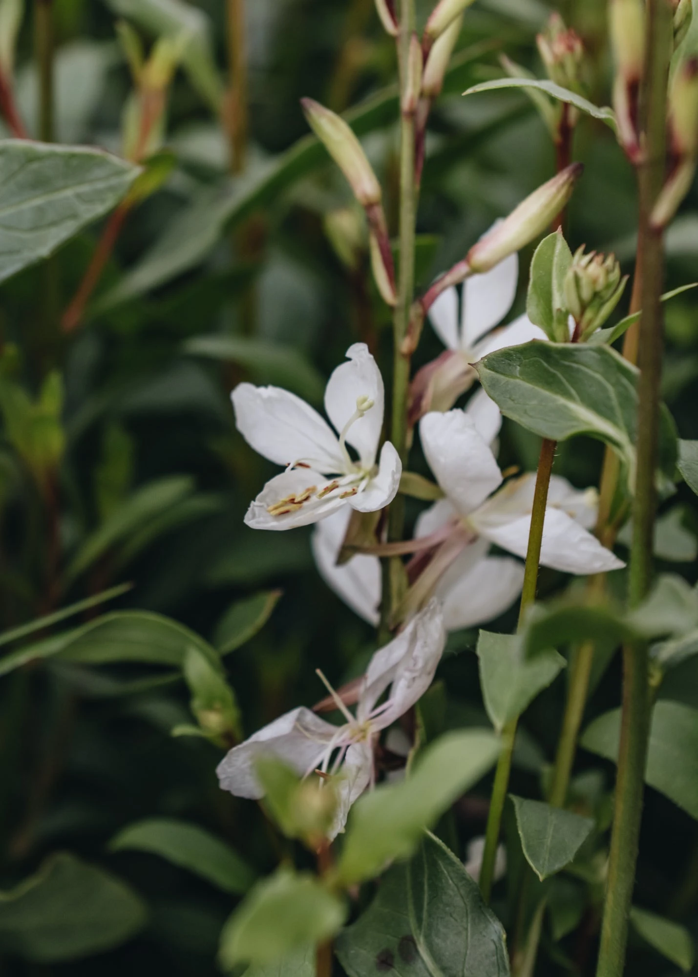 Gaura Lindheimeri Ellura, 2/3L 1 Gaura Lindheimeri Ellura, 2/3L