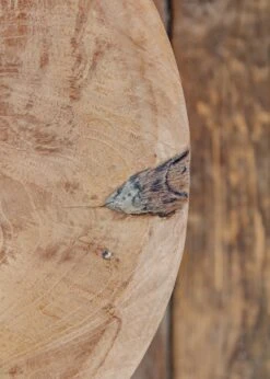 Laya Small Teak Root Side Table -Burford Garden Sale Gommaire Lava Small Teak Root Side Table IMG 1631
