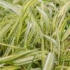 Hakonechloa Macra Aureola 2/3L