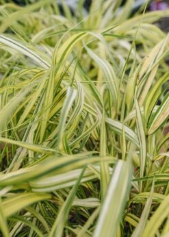 Hakonechloa Macra Aureola 2/3L