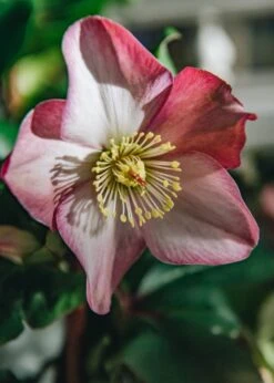 Helleborus Ice N Roses Rose, 2/3L