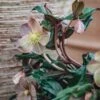 Helleborus Marlon, 4.5L
