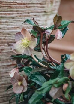 Helleborus Marlon, 4.5L