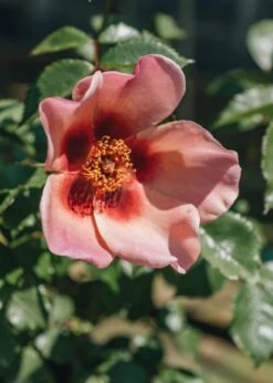 Rosa For Your Eyes Only, 3L