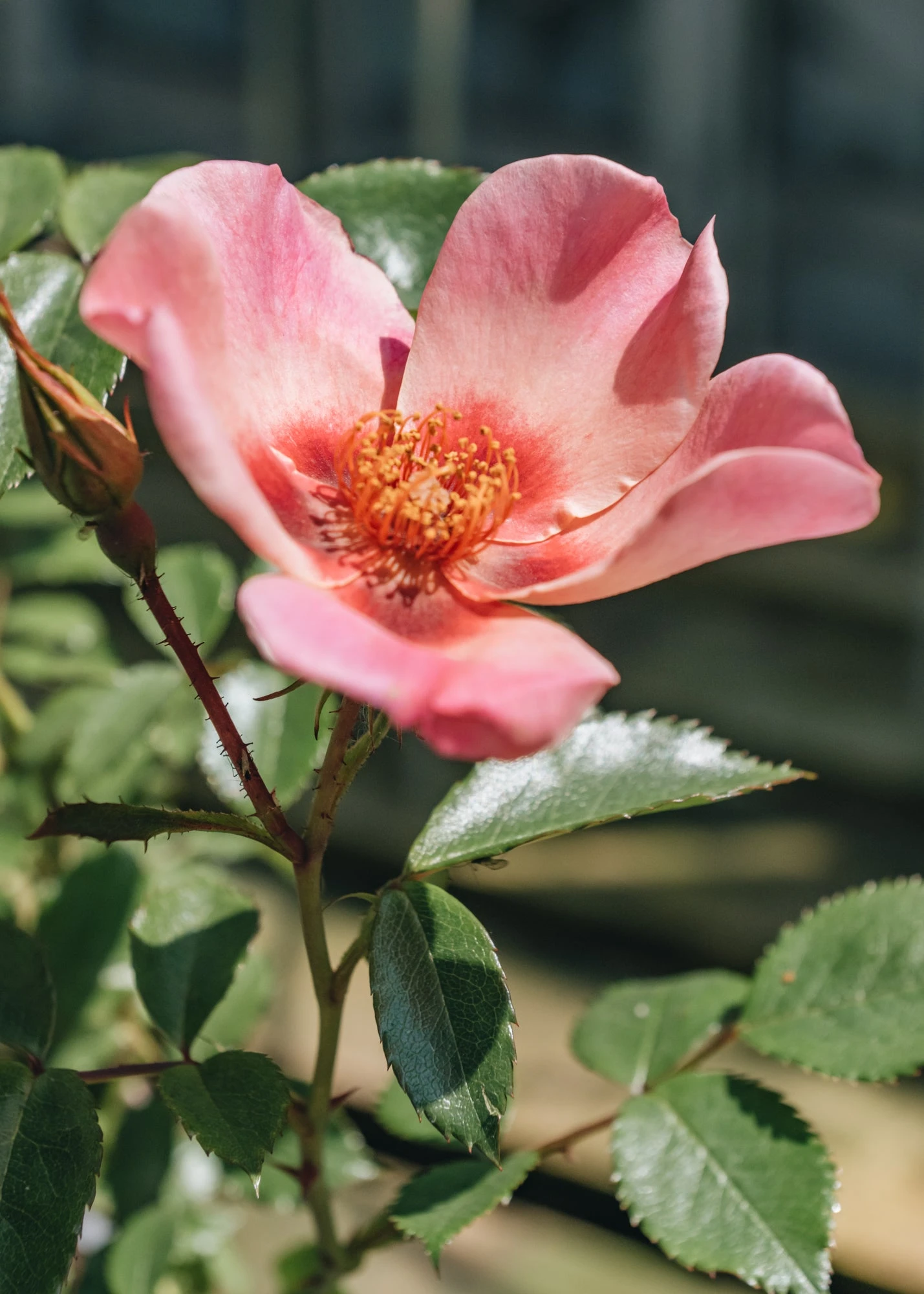 Rosa For Your Eyes Only, 3L 2 Rosa For Your Eyes Only, 3L - Image 2