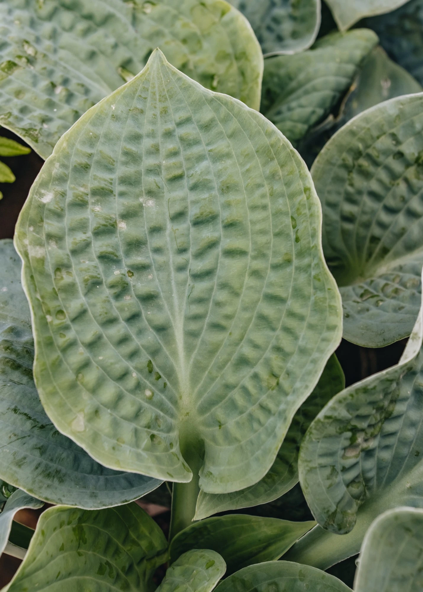 Hosta Big Daddy, 2/3L 2 Hosta Big Daddy, 2/3L - Image 2