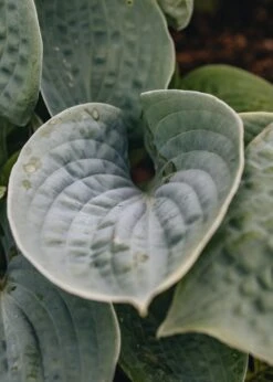 Hosta Big Daddy, 2/3L
