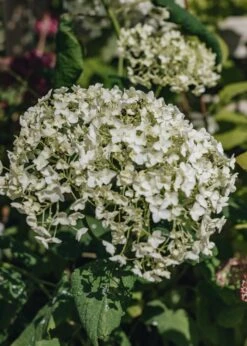 Hydrangea Arborescens Annabelle, 3L