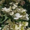 Hydrangea Paniculata Early Sensation, 4/5L