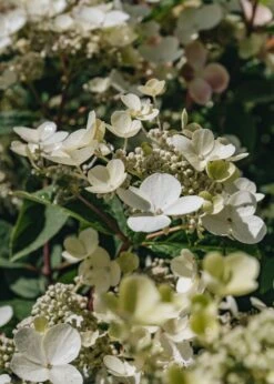 Hydrangea Paniculata Early Sensation, 4/5L